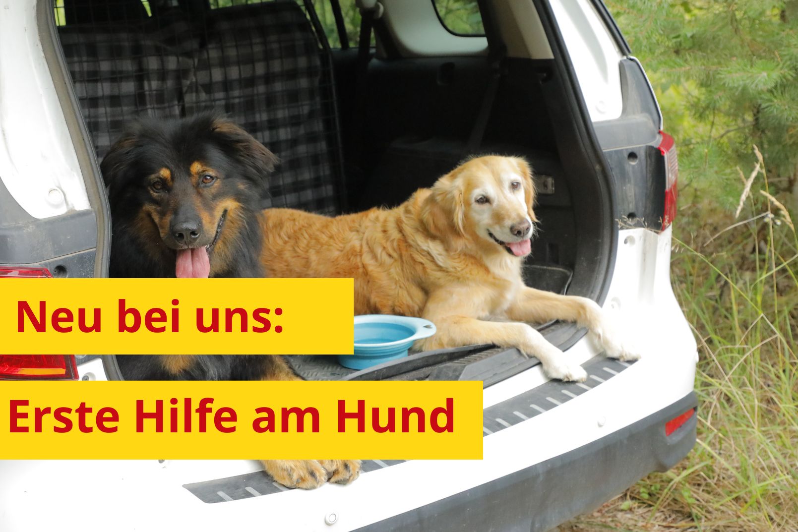 Erste Hilfe am Hund.jpg