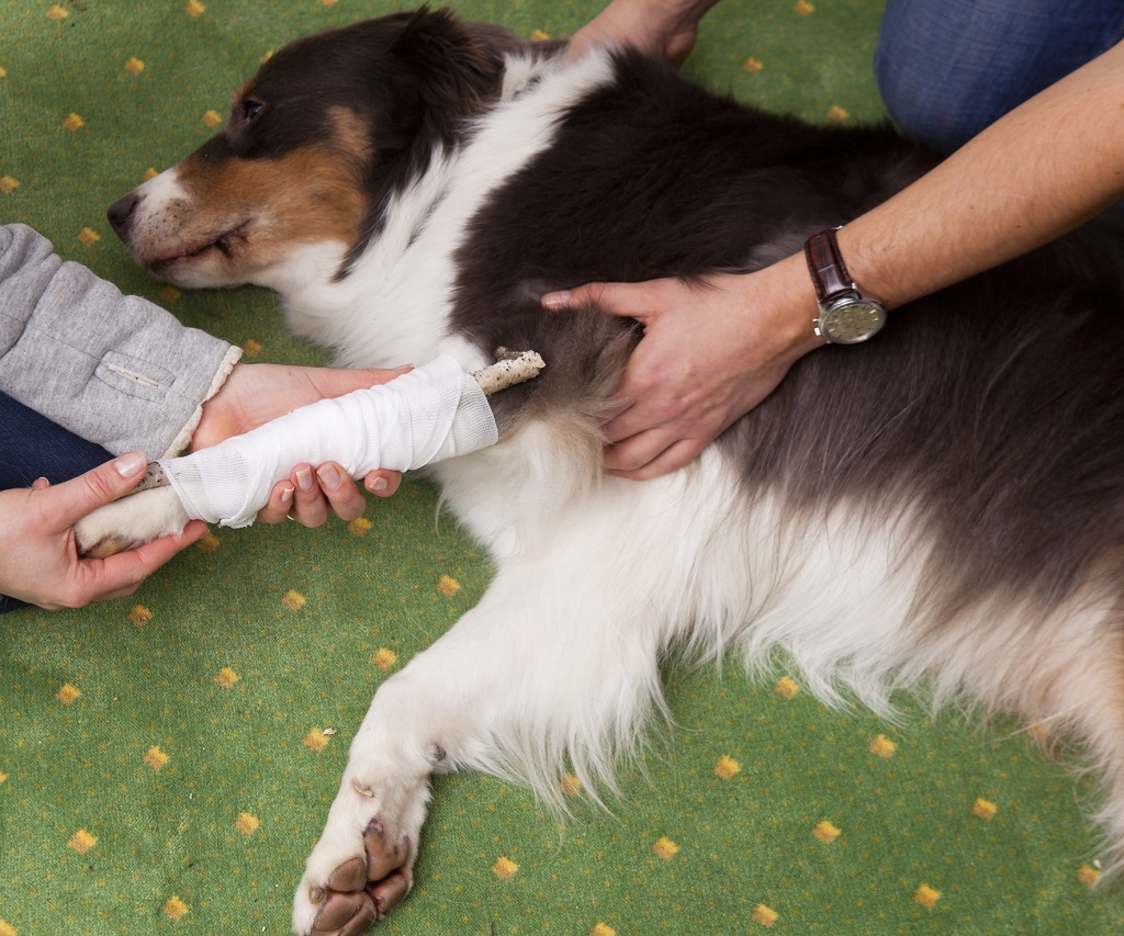 ASB_PeterNierhoff_ErsteHilfeHund_01.jpg